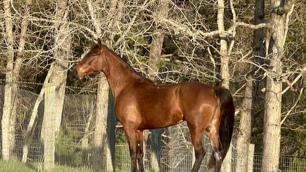 tennessee-walking-mare