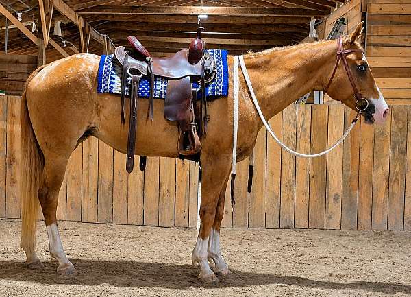 red-dun-appaloosa-mare