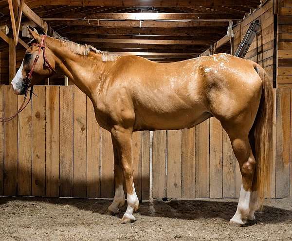 pleasure-appaloosa-horse