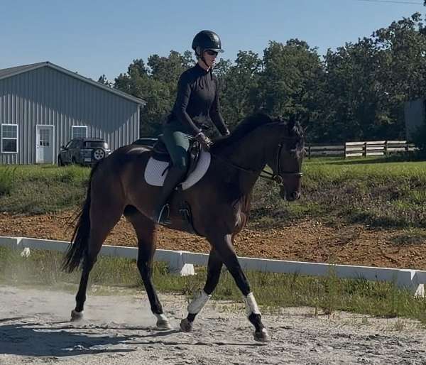all-around-thoroughbred-horse