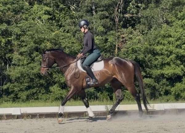 athletic-thoroughbred-horse