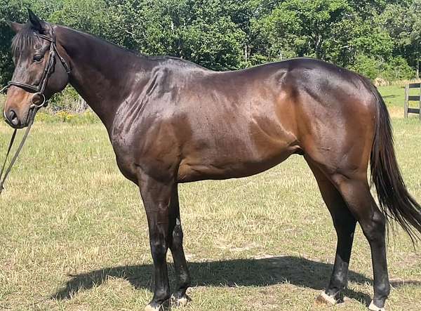barrel-thoroughbred-horse