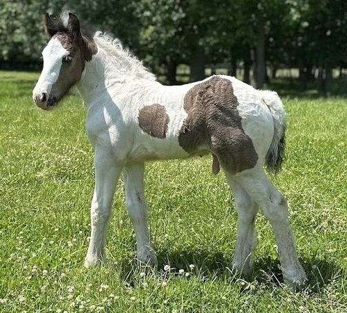 black-overo-gvhs-colt