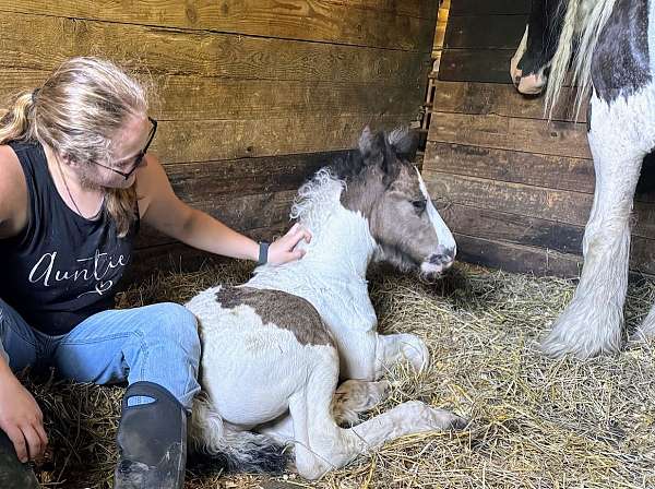 beginner-gypsy-vanner-horse