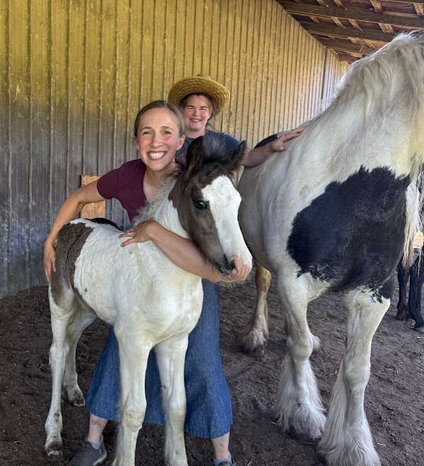 kid-safe-gypsy-vanner-horse