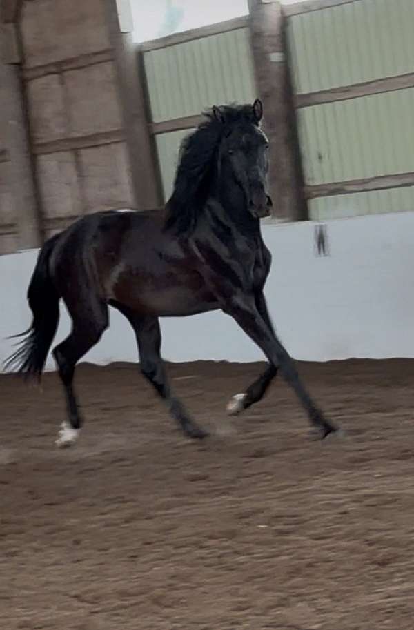 hanoverian-filly
