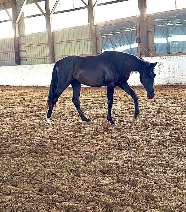 hanoverian-horse-for-sale