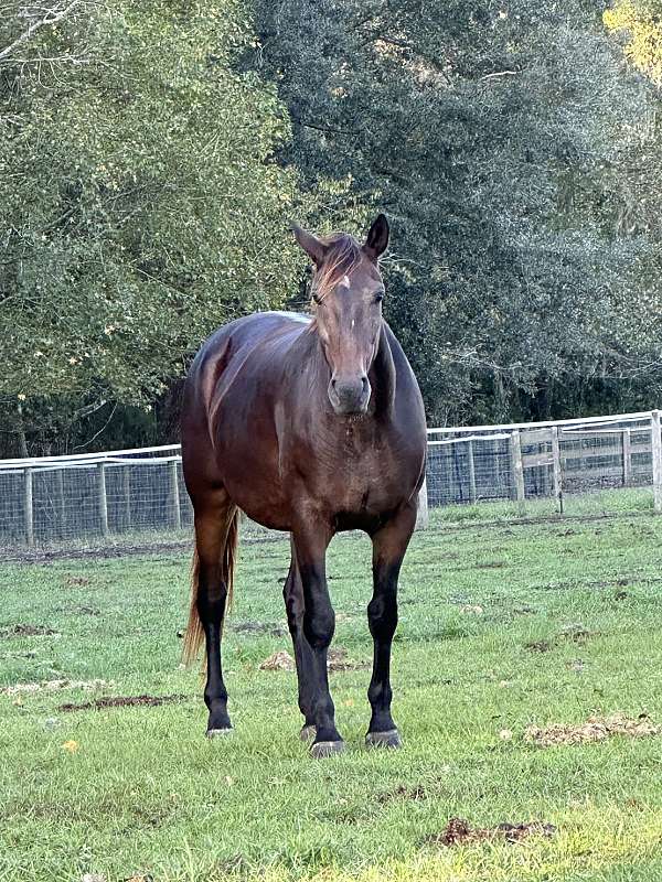 canadian-warmblood-foal