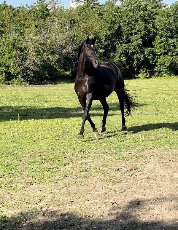 hanoverian-warmblood-mare-broodmare