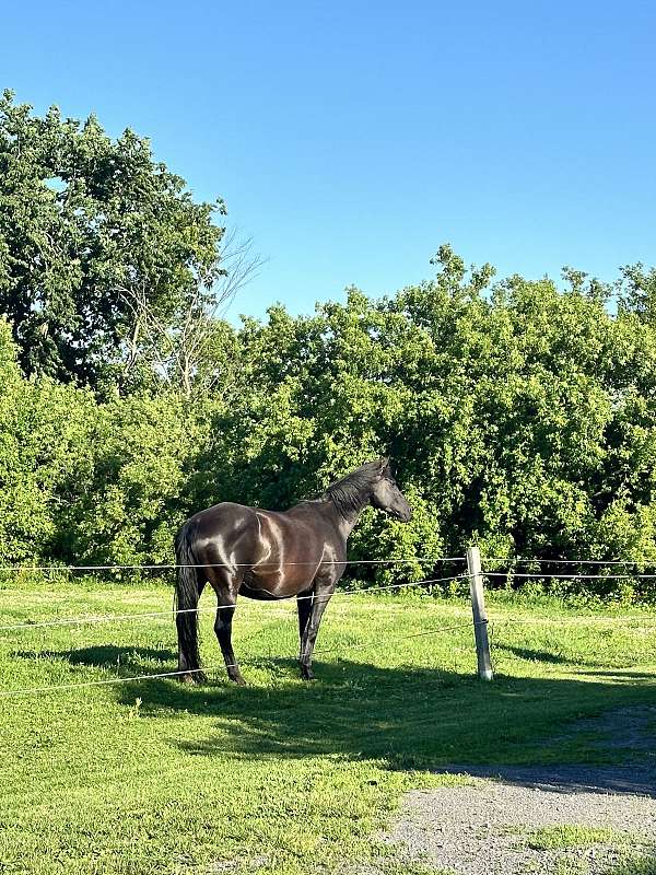 warmblood-mare