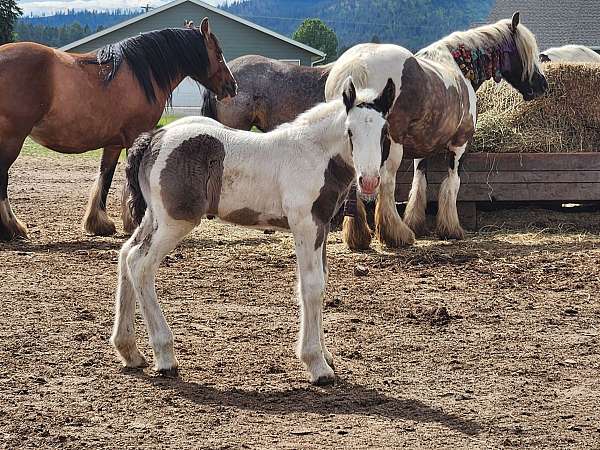gypsy-vanner-colt