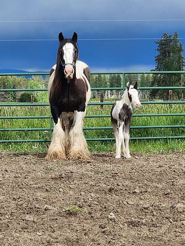gypsy-vanner-horse-for-sale