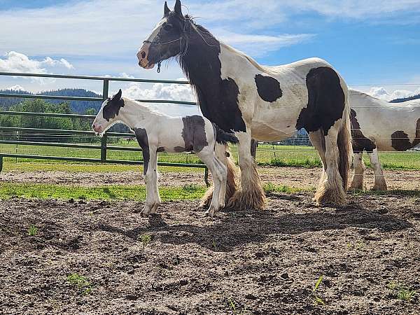 gypsy-vanner-horse