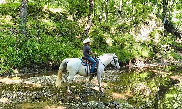 playday-trail-arabian-quarter-horse