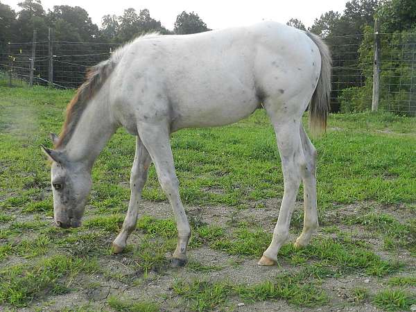 bay-spots-over-body-horse