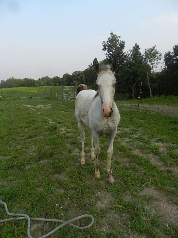 spots-over-body-horse