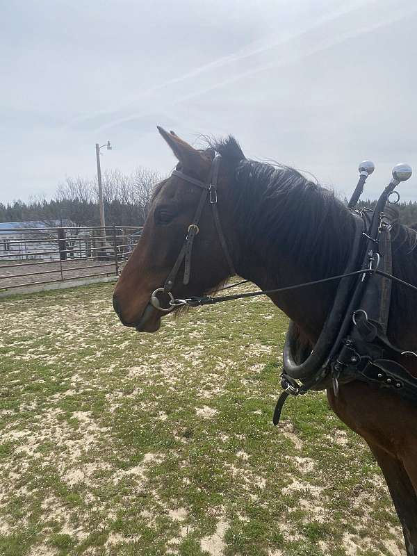 driving-anglo-arabian-horse