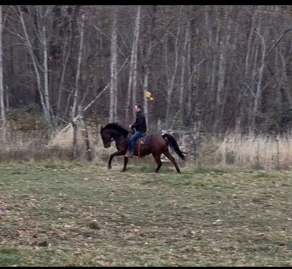 pleasure-driving-anglo-arabian-horse