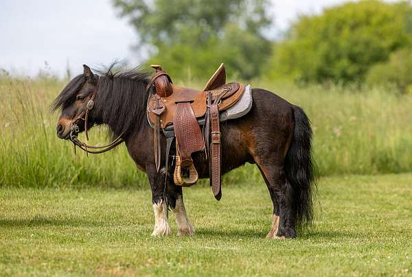 spotted-pony