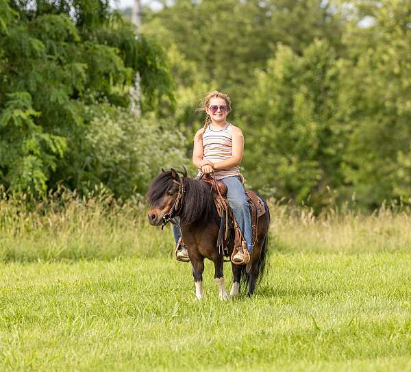 bay-spotted-pony