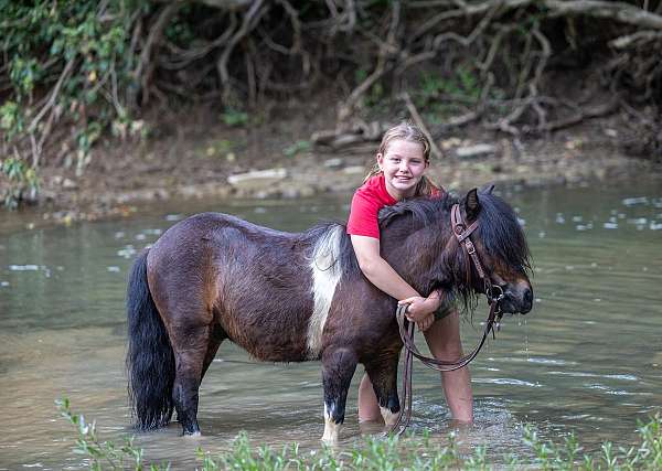 beginner-pony