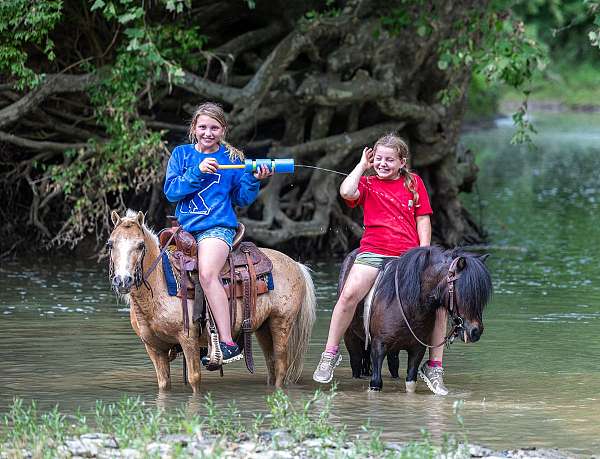 trail-riding-pony