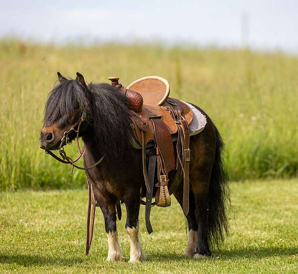 bay-pony-gelding