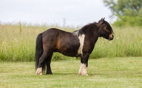 youth-pony