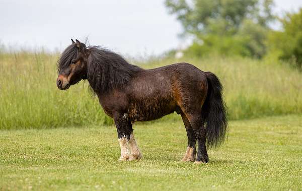 bay-lesson-pony