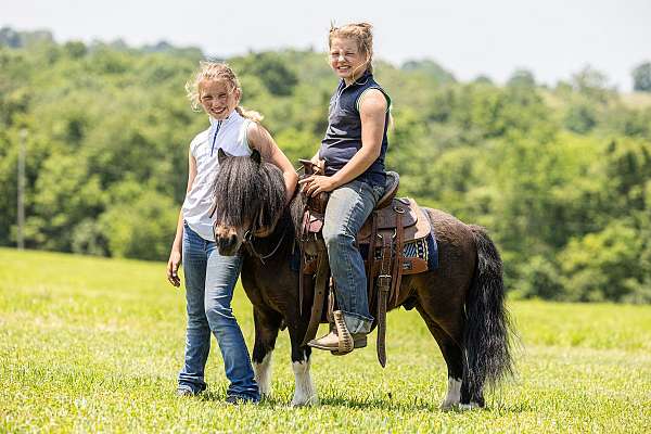 western-riding-pony