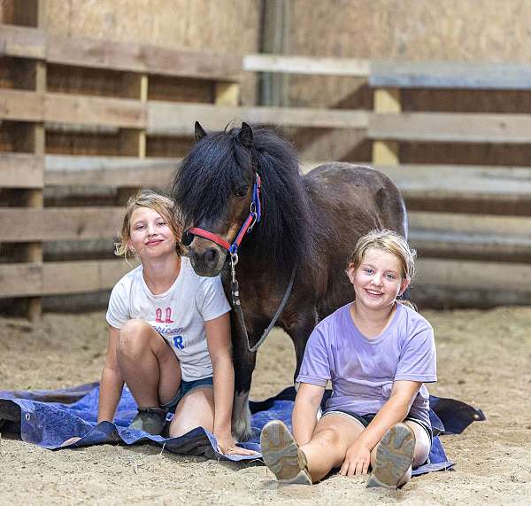 bay-beginner-pony