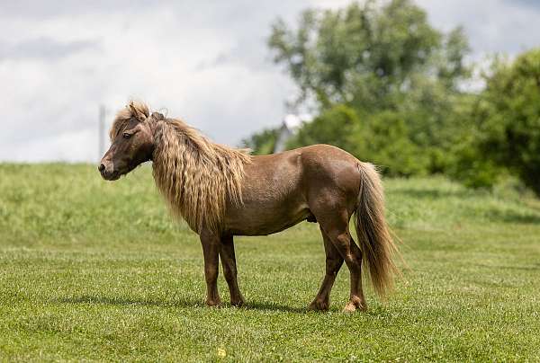 beginner-pony