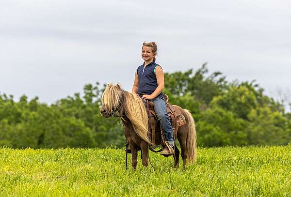 driving-pony