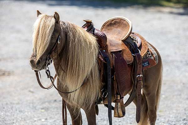 kid-safe-pony