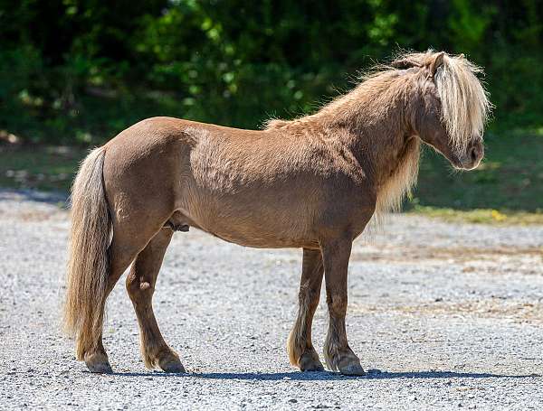 trail-riding-pony
