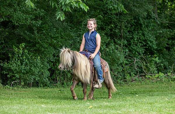 western-riding-pony