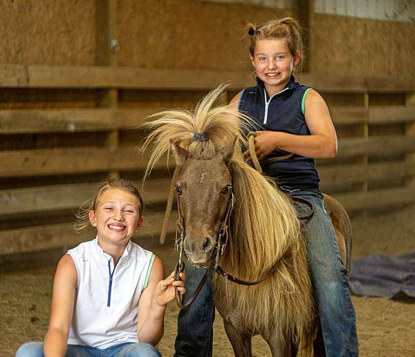 harness-pony