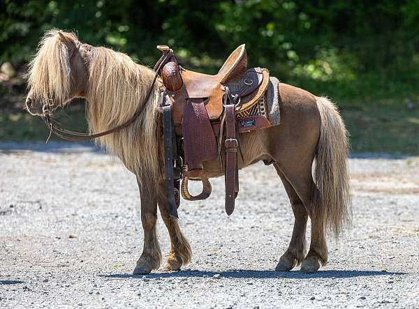chocolate-beginner-pony