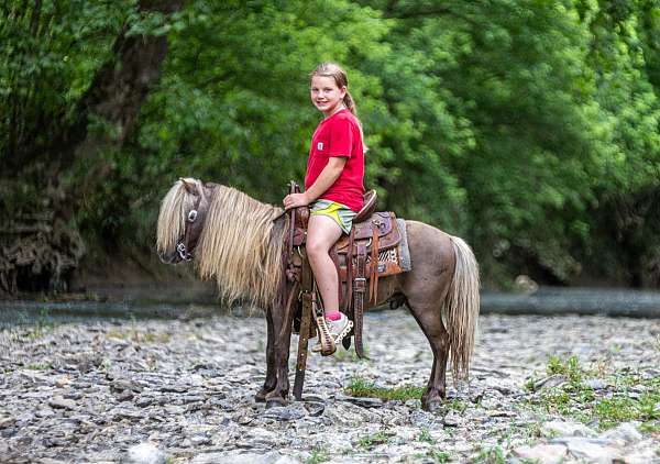 chocolate-pony-gelding