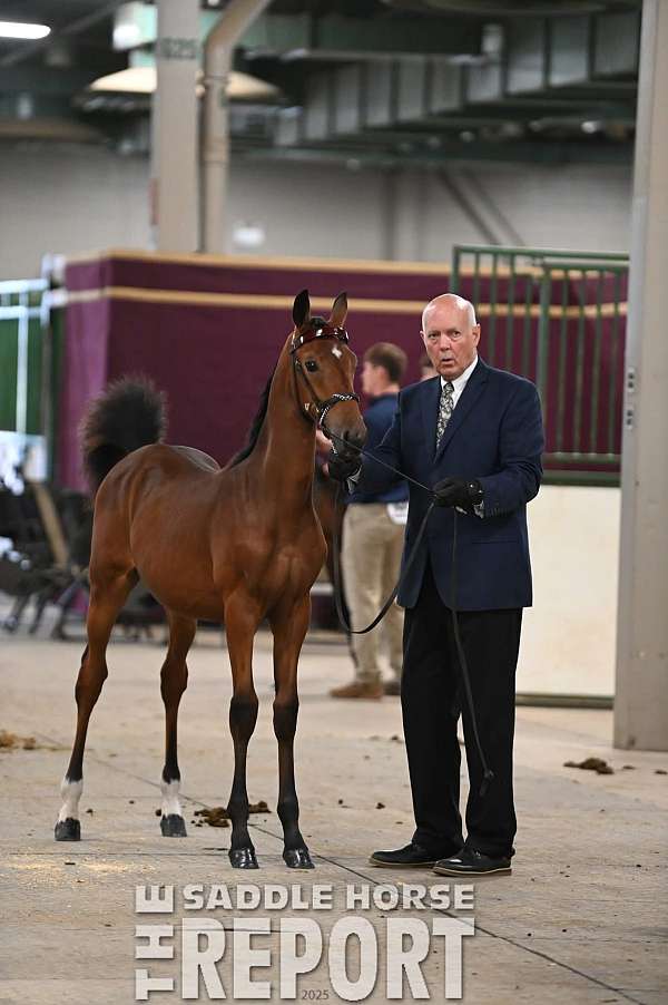 star-dark-eyes-both-hind-fetlocks-median-cowlick-at-eye-level-below-horse