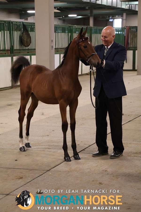 bay-star-dark-eyes-both-hind-fetlocks-median-cowlick-at-eye-level-below-horse