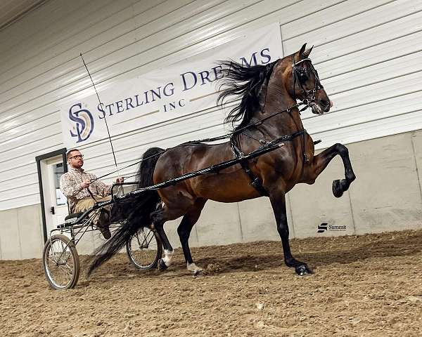 and-loads-morgan-horse