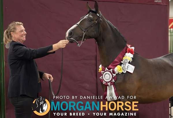 snip-extending-over-right-nostril-dark-spot-above-eyes-horse