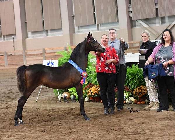 bay-snip-extending-over-right-nostril-dark-spot-above-eyes-horse