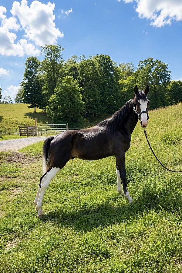spotted-saddle-colt