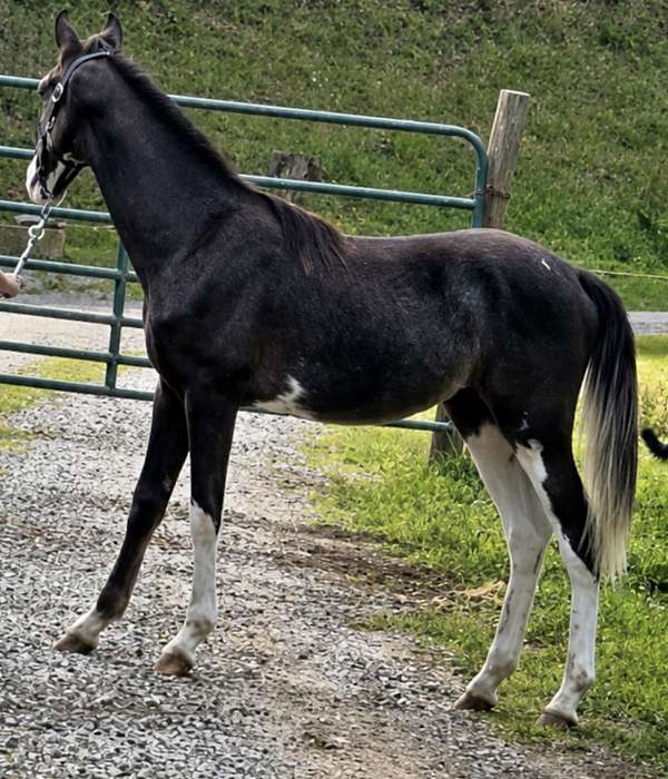 sweet-disposition-spotted-saddle-horse