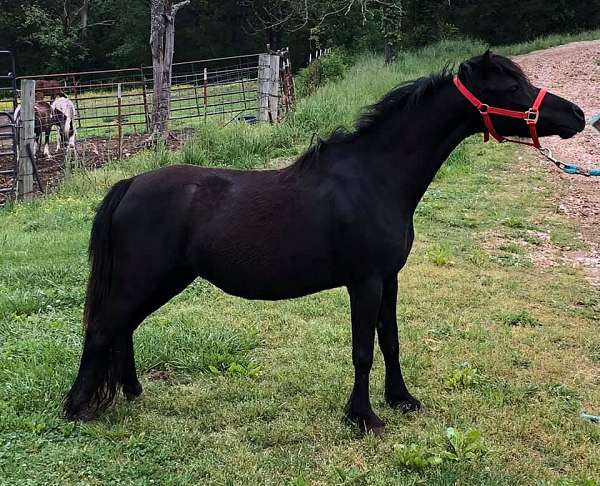 black-amhr-aspc-colt-mare