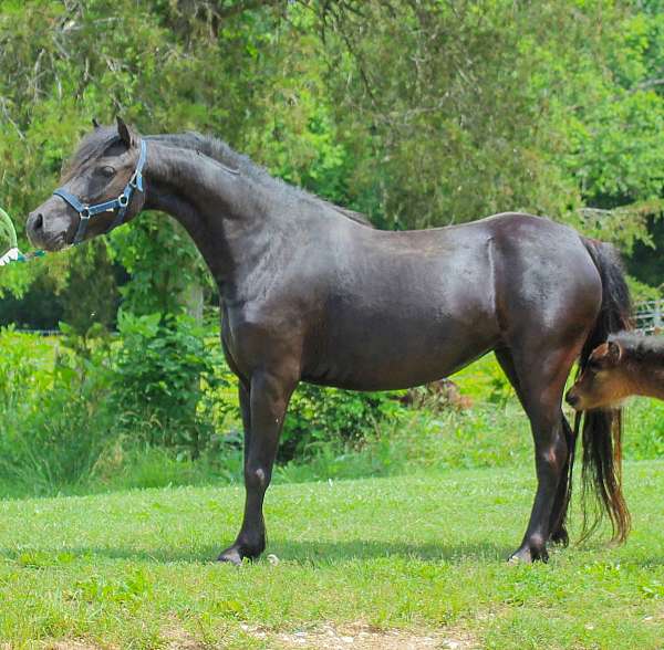 amhr-aspc-colt-mare