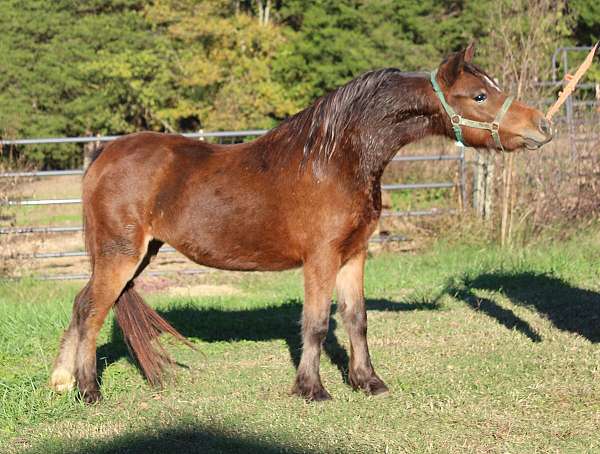 bay-sabino-miniature-colt-mare