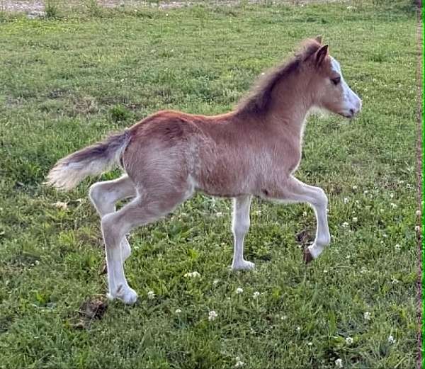bay-sabino-pony-colt-mare